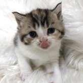 ブリティッシュショートヘア