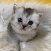 ブリティッシュショートヘア