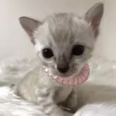 ベンガル