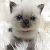 ブリティッシュショートヘア