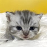 ブリティッシュショートヘア