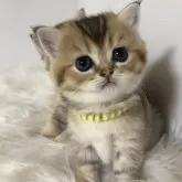 ブリティッシュショートヘア
