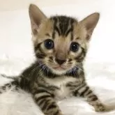 ベンガル