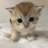ブリティッシュショートヘア