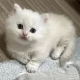 マンチカン(短足)