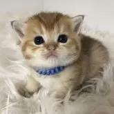 ブリティッシュショートヘア