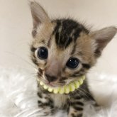 ベンガル
