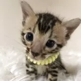 ベンガル