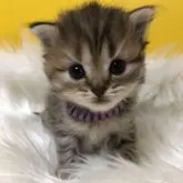 ミヌエット(長足)