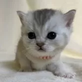 ブリティッシュショートヘア