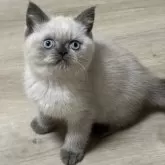 ブリティッシュショートヘア