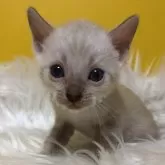 ベンガル
