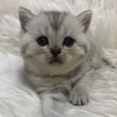 ブリティッシュショートヘア