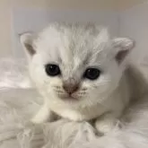 ブリティッシュショートヘア