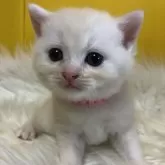 ブリティッシュショートヘア