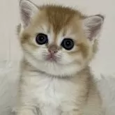 ブリティッシュショートヘア