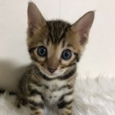 ベンガル