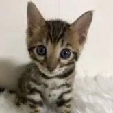 ベンガル