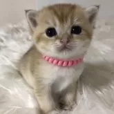 ブリティッシュショートヘア