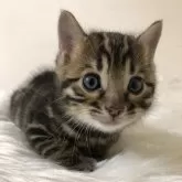 ベンガル【静岡県・男の子・2025年1月6日・ブラウンスポテッドタビー】の写真1