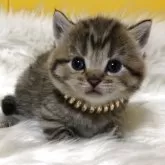 ブリティッシュショートヘア