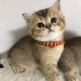 ブリティッシュショートヘア