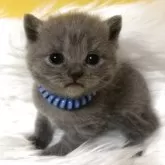 ブリティッシュショートヘア