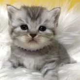 ブリティッシュショートヘア
