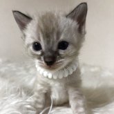ベンガル