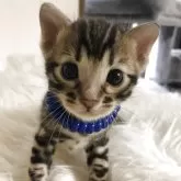 ベンガル