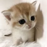 ブリティッシュショートヘア