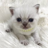 ブリティッシュショートヘア