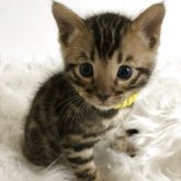 ベンガル