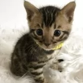 ベンガル