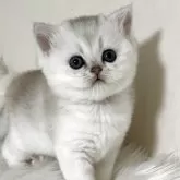 ブリティッシュショートヘア