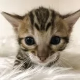 ベンガル