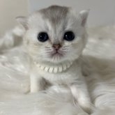 ブリティッシュショートヘア