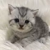 ブリティッシュショートヘア