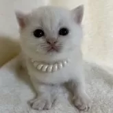 ブリティッシュショートヘア【静岡県・男の子・2025年10月26日・シェーデッドカメオ】の写真1