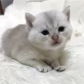 ブリティッシュショートヘア