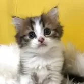 ミヌエット(長足)