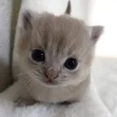 マンチカン(短足)