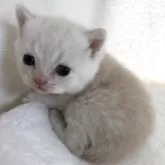 ブリティッシュショートヘア