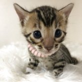 ベンガル