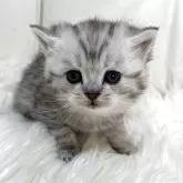 ブリティッシュショートヘア