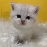 ブリティッシュショートヘア