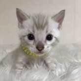 ベンガル