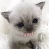 ブリティッシュショートヘア