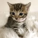 ベンガル