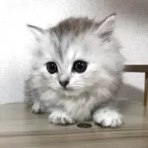 マンチカン(短足)【静岡県・女の子・2025年5月27日・シルバーパッチドタビー】の写真2